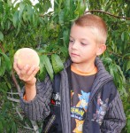 Персики растут и на Урале