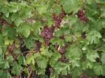 Выращиваем саженцы винограда  