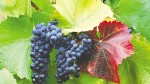 Осенняя посадка винограда