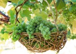 Зелёные операции с виноградником